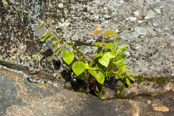 Tre piante su una roccia — Foto Stock