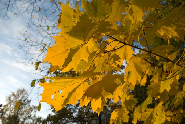 Желтые кленовые листья — стоковое фото