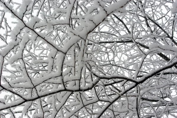 Karla kaplı huş ağacı dalları