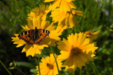 Small Tortoiseshell butterfly on Coreops clipart