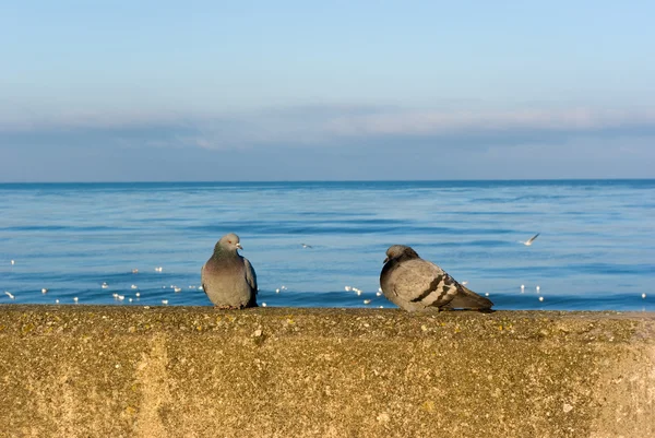 Deniz duvarda iki güvercin
