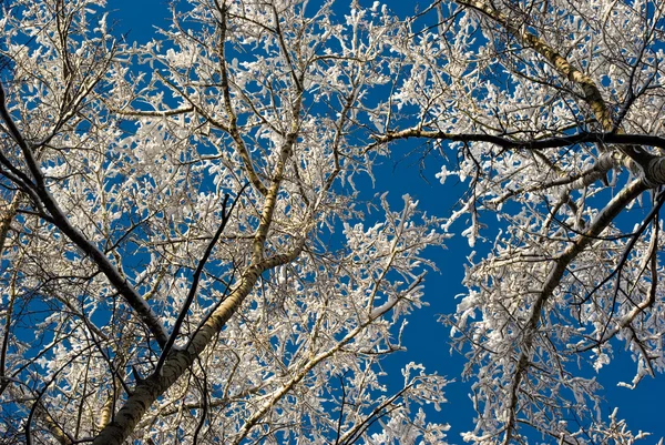 雪に覆われた白樺の枝 — ストック写真