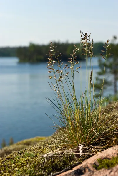 Göl manzarası ile çimen çiçekler — Stockfoto