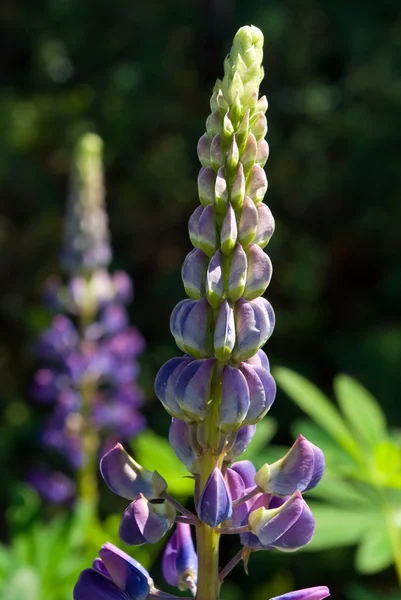 Violet lupin — Stock Photo, Image