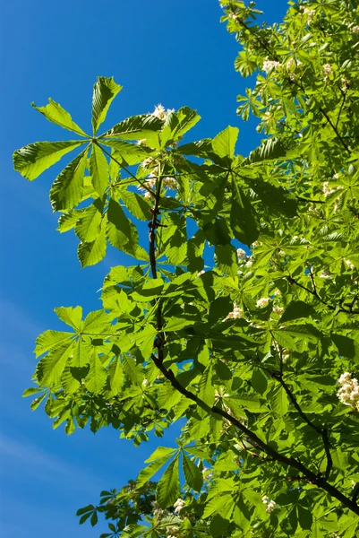 Gałęzi kwitnących kasztanów — Zdjęcie stockowe