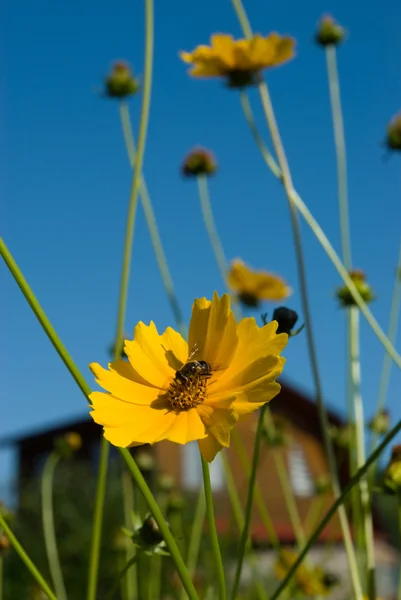 Büyük çiçek arıya — Stok fotoğraf