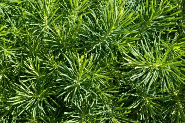 Selvi Spurge (Euphorbia cyparissias)