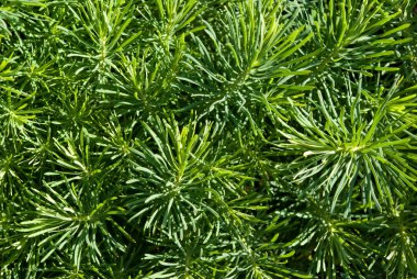 Cypress Spurge (Euphorbia cyparissias) clipart