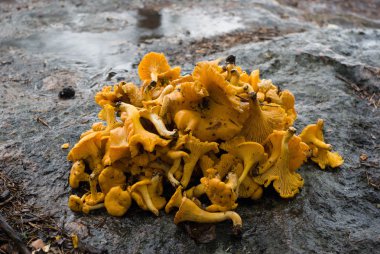 kayanın üzerine chanterelles