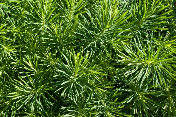Cypress euforbia (Euphorbia cyparissias) Immagine Stock
