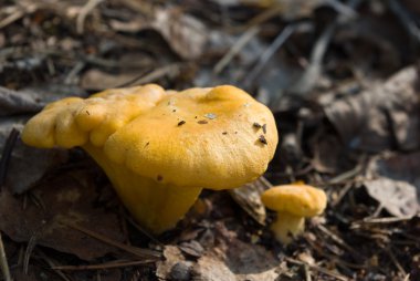 Chanterelles