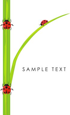 Ladybugs clipart