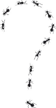 Karıncalar soru.