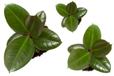 Ficus, ruuber plants clipart