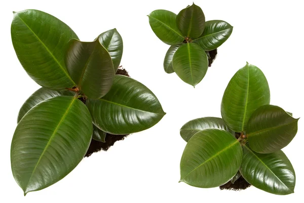 Ficus, ruuber plants — Stock Photo, Image
