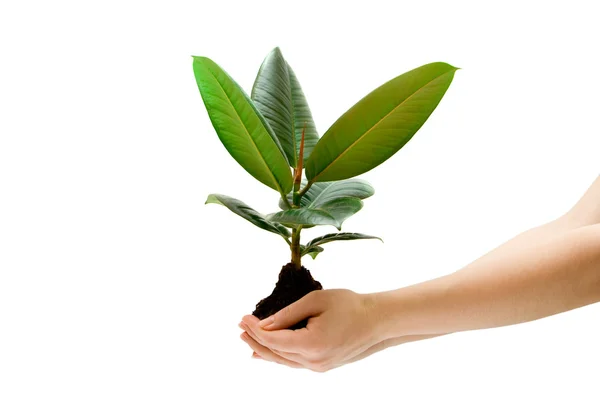 Mano femenina sosteniendo una planta verde —  Fotos de Stock