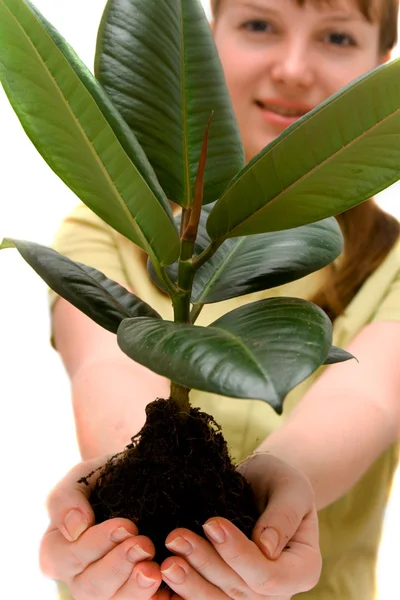 Vrouw houdt kleine boom in de handen — Stockfoto