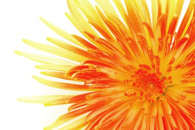 Macro of single chrysanthemum clipart