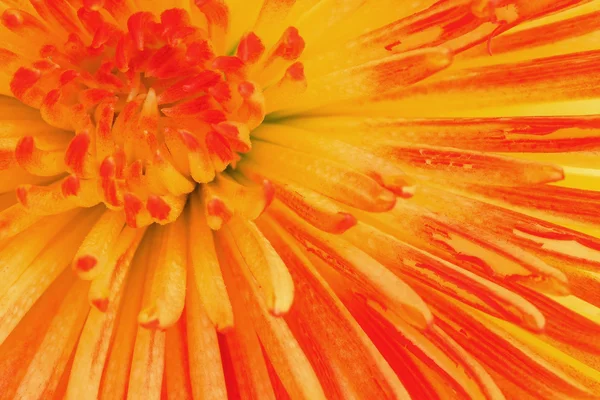 Crisantemo coloreado — Foto de Stock