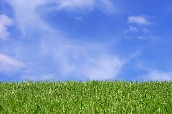 Grasveld over blauwe hemel — Stockfoto