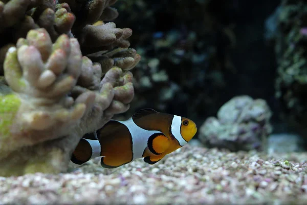 stock image Orange clownfish