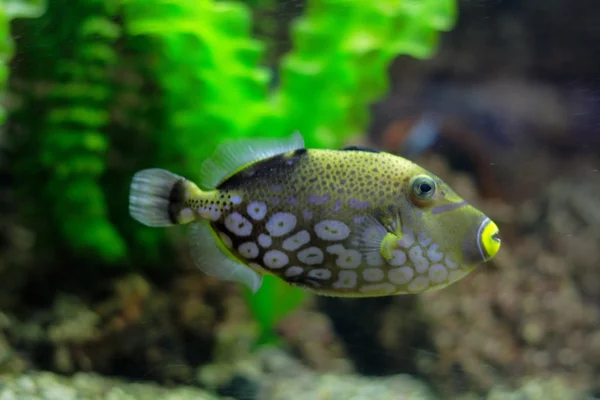 stock image Fish in aquarium