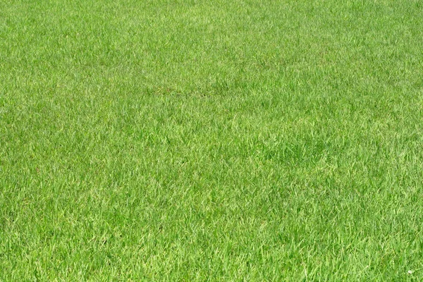 Yeşil Çim — Stok fotoğraf