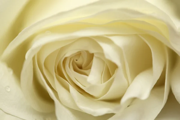 Róża Avalanche — Zdjęcie stockowe