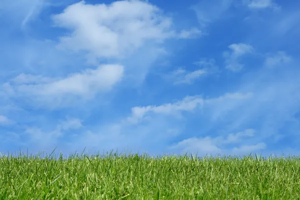 Gräsplan under blå himmel Stockfoto