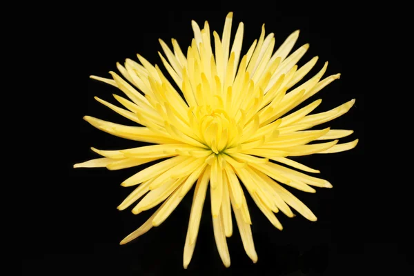Crisantemo — Foto Stock