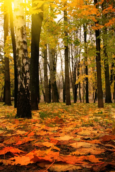 Золота осінь, Бабине літо Стокова Картинка