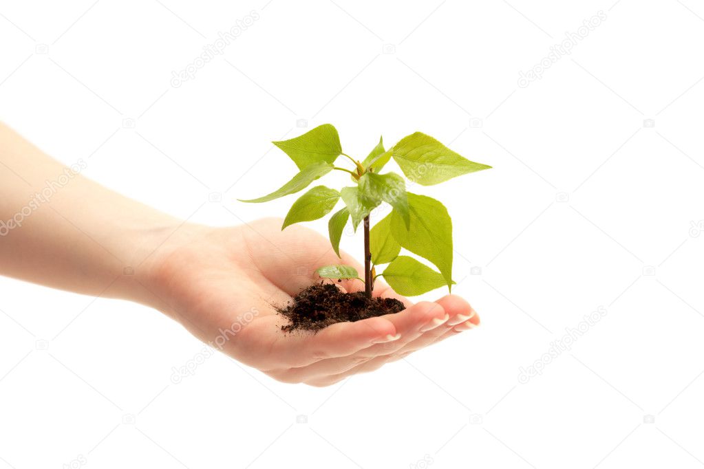 Female hand holding a small tree