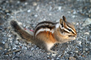 Chipmunk clipart