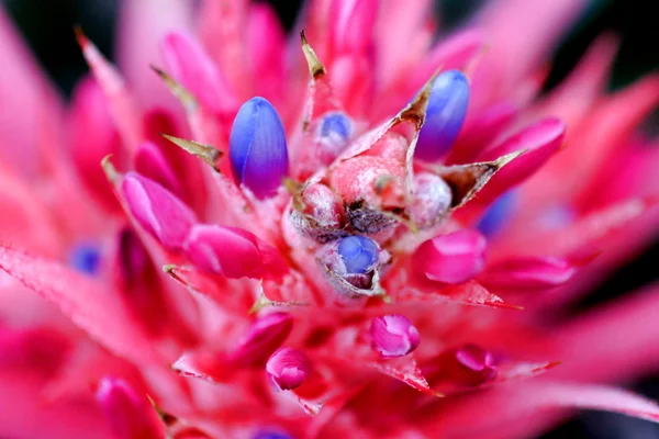 stock image Bromeliad