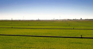 Nereye çim büyüyor