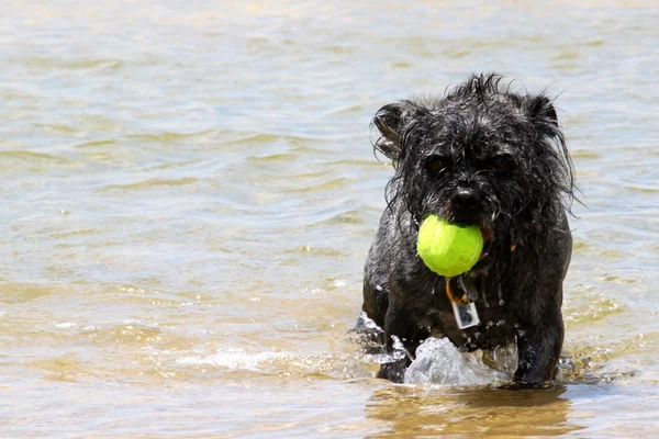 stock image Dog Ball Water