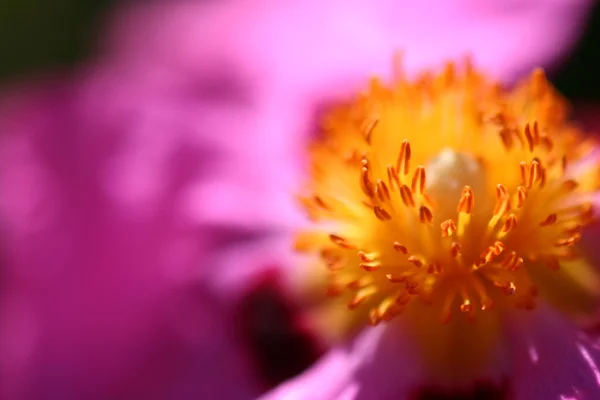 粉红色 rockrose — 图库照片