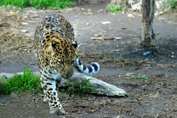 Amur Leopard — Stock Photo, Image