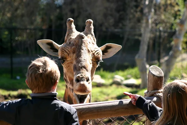 Baringo žirafa — Stock fotografie