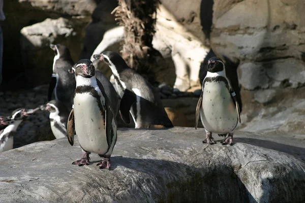 stock image Humboldt Penguin