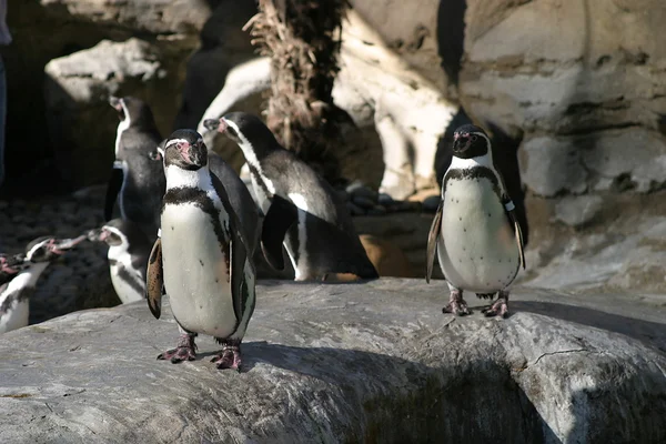 フンボルト ペンギン ストック写真