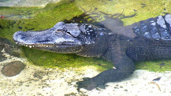 Amerikanischer Alligator — Stockfoto