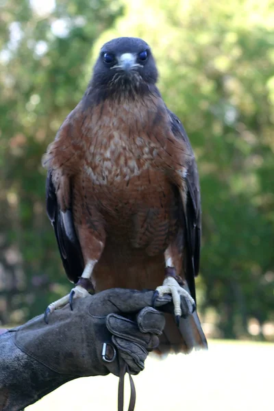红尾的鹰 — 图库照片