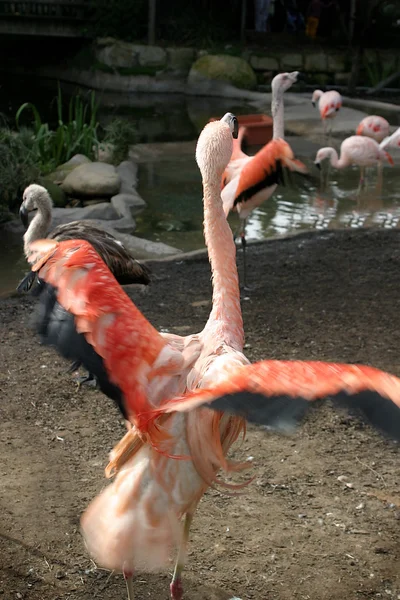 Flamingo chileno — Fotografia de Stock
