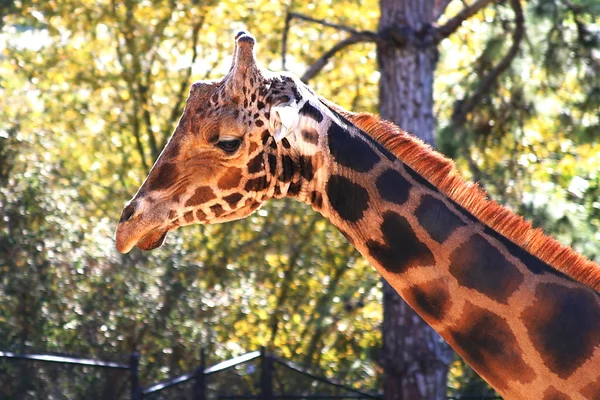Baringo żyrafa — Zdjęcie stockowe