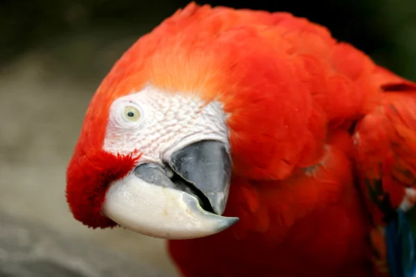 Scalet Amerika papağanı — Stok fotoğraf