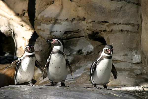 フンボルト ペンギン ストック画像
