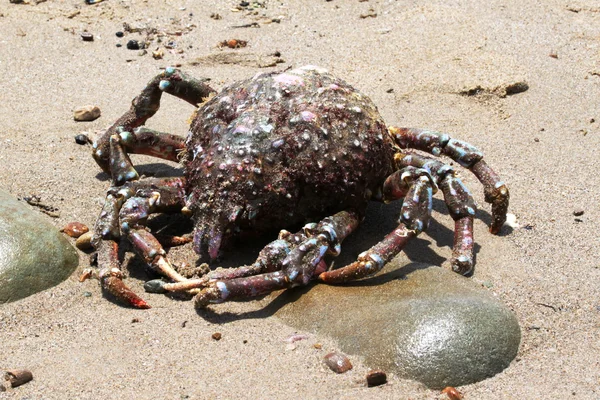Crab Beach — Stock Photo, Image
