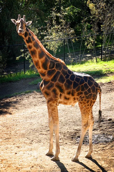 Girafa do Baringo — Fotografia de Stock