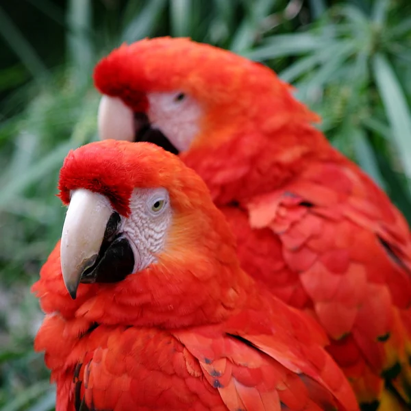 Красный алый ара — стоковое фото